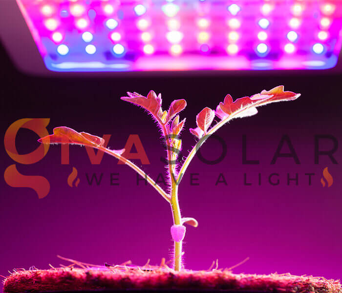 Mua đèn LED trồng cây ở đâu?