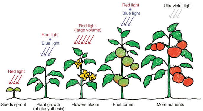 Có thể sử dụng bóng đèn LED thông thường để trồng cây trong nhà không? - GIVASOLAR
